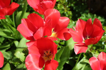 Obraz premium Kwiaty czerwonych tulipanów