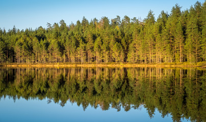 Fototapeta premium Landscape with lake and nice reflection from tree row at autumn evening in Finland