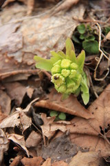 落葉の中に咲くフキノトウ(宮城県)