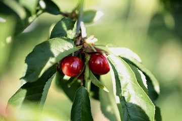 Cerises du Languedoc Roussillon