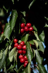 Cerises du Languedoc Roussillon