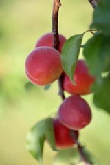abricots du Languedoc Roussillon