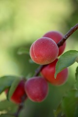 Abricots du Languedoc Roussillon