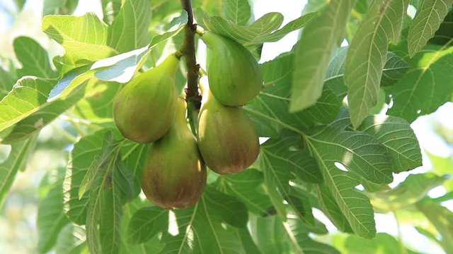 Large fig fruits on a branch among green foliage