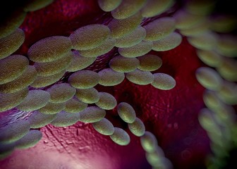 3d rendering - acetobacter bacteria