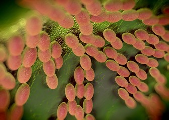 3d rendering - acetobacter bacteria
