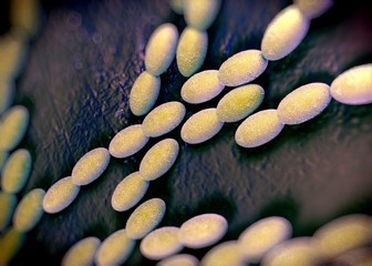 3d rendering - acetobacter bacteria
