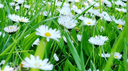 CLose up of chamomille field