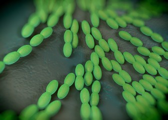3d rendering - acetobacter bacteria