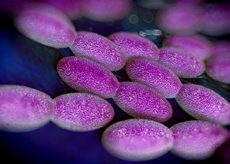 3d rendering - acetobacter bacteria
