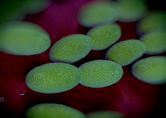 3d rendering - acetobacter bacteria