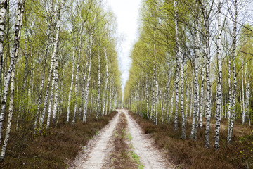 sabdy road in birch forest