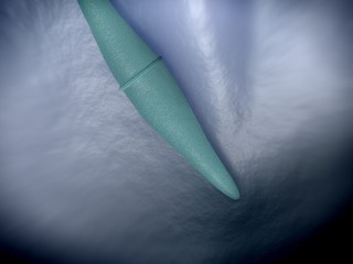 3d rendering - closterium desmid