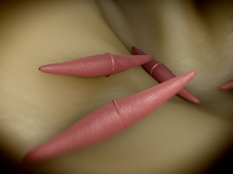 3d rendering - closterium desmid