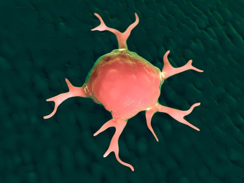 3d rendering - macrophages