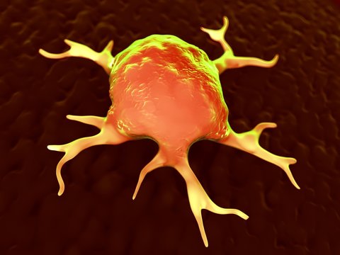 3d rendering - macrophages