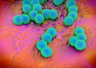 3d rendering - Neisseria gonorrhoeae bacteria