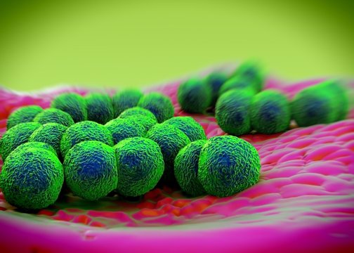 3d Rendering - Neisseria Gonorrhoeae Bacteria