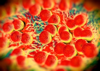 3d rendering - Neisseria gonorrhoeae bacteria