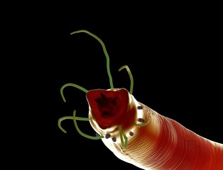 3d rendering - Nematode worm