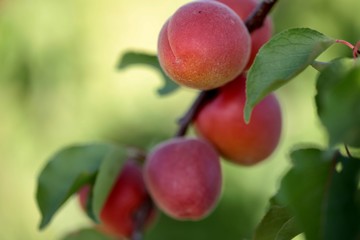 Abricots du Languedoc Roussillon