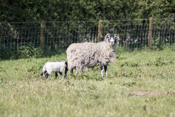 Adult sheep with lambs in a field