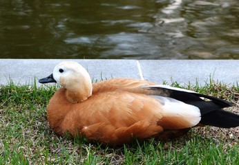 Ogar (Tadorna ferruginea) or red duck in park in Moscow - obrazy, fototapety, plakaty