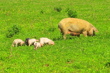 Sow and piglets