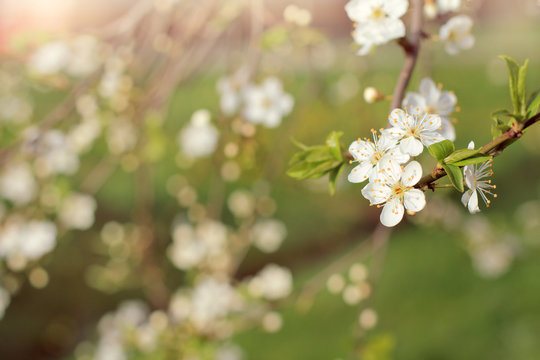 flowering fruit trees/ White flowers in springtime in the garden 