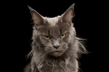Obraz premium Close-up Portret Angry Gray Maine Coon Cat Grumpy Patrząc w aparacie na białym tle na czarnym tle, widok z przodu