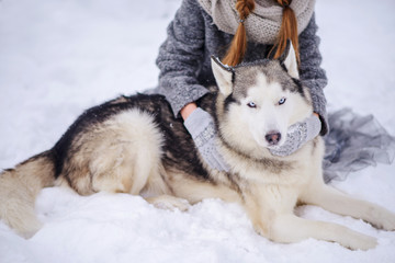 beautiful Siberian Husky in the snow