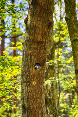 Woodpecker in on the tree in the forest