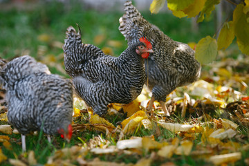 Chickens in autumn garden on a background of yellow leaves.