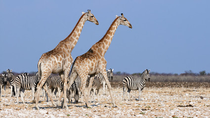 Obraz na płótnie Canvas Giraffes and zebras