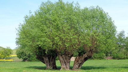 Gruppe von Kopfweiden