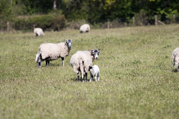 Fototapeta premium Adult sheep with lambs in a field