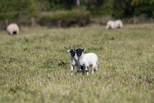 Two very cute young lambs stood in a farmers field