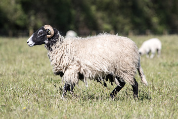 Adult sheep with long scraggy coat walking through a field of grass