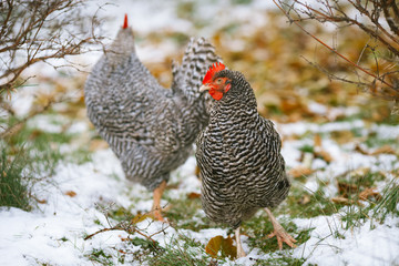Hen in the autumn garden.