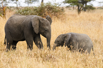 The two brothers elephants