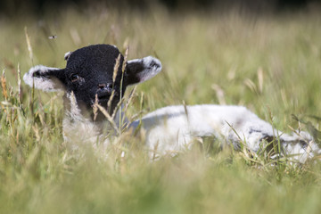 Baby lamb laid down in long grass looking at camera