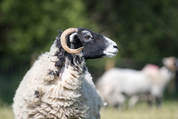 Naklejka premium Sideview of an adult sheep with black head and horns