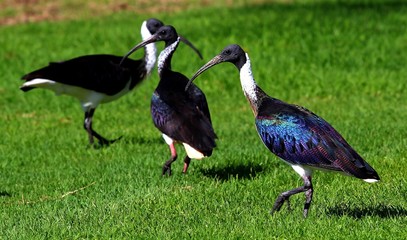 Straw necked ibis, Perth, Australie Occidentale
