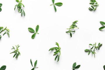 Green Leaves Arrangement On White Background