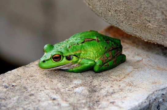 Motorbike frog, Maragaret River, Australie Occidentale