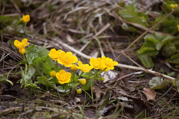 Beautiful yellow kingcup flowers on a natural background in spring. Mala Fatra mountains in Slovakia