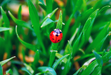 Ladybug on green grass