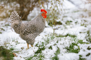 Rooster on a background of snow and green grass.