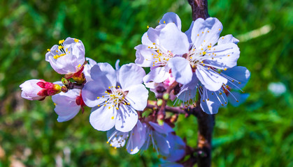 Flowers of apricot