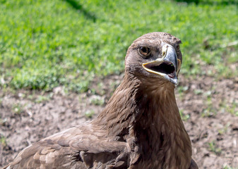 Eagle's head